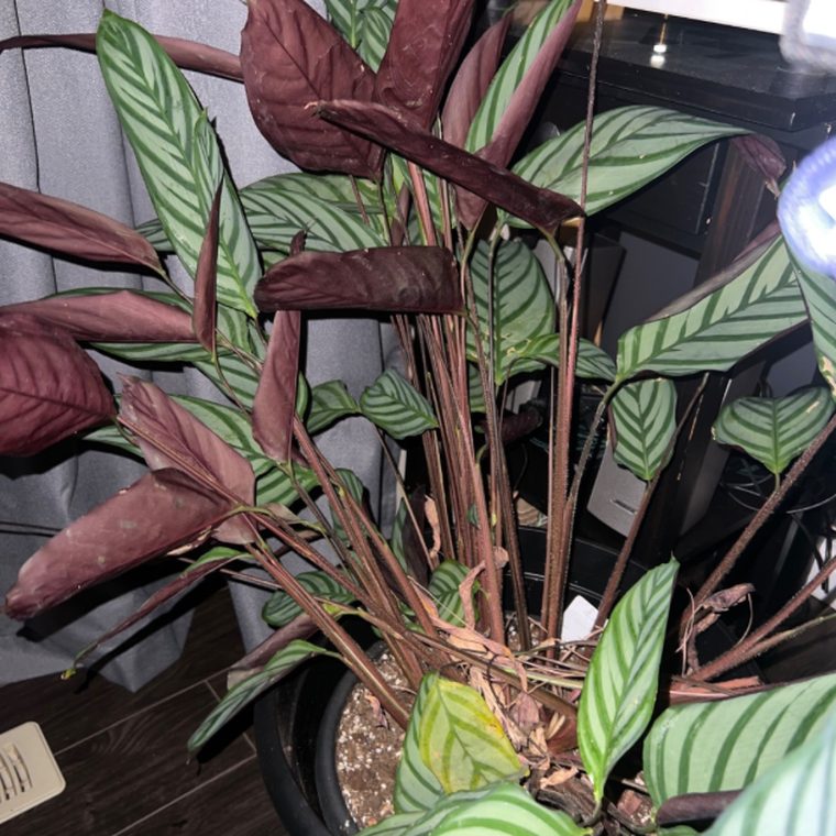 A Ctenanthe houseplant with several leaves curled into tight tubes